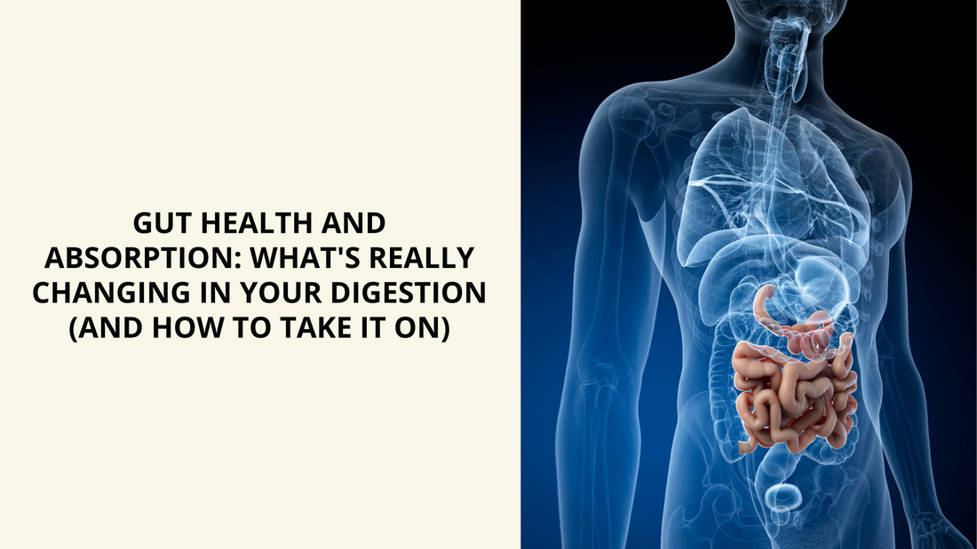 Gut Health and Absorption: What's Really Changing in Your Digestion (and How to Take It On)