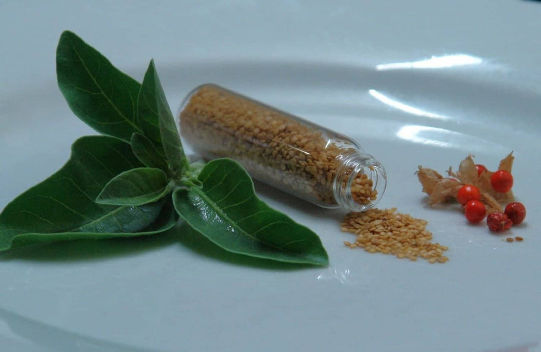 Ashwagandha-withania-somnifera-seeds-palm-beach-medicinal-herbs